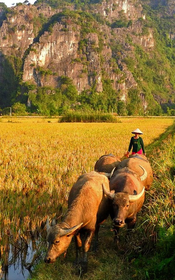 Northeast Vietnam: Ninh Binh, Hoa Lu and Tam Coc